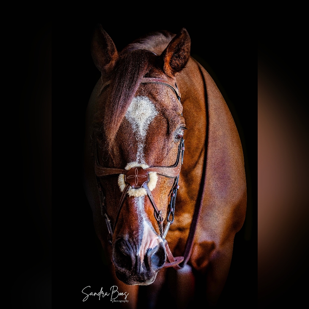Equestrian Fine Art Print "Blissful"  by Sandra Boos Photography 8x12 Print